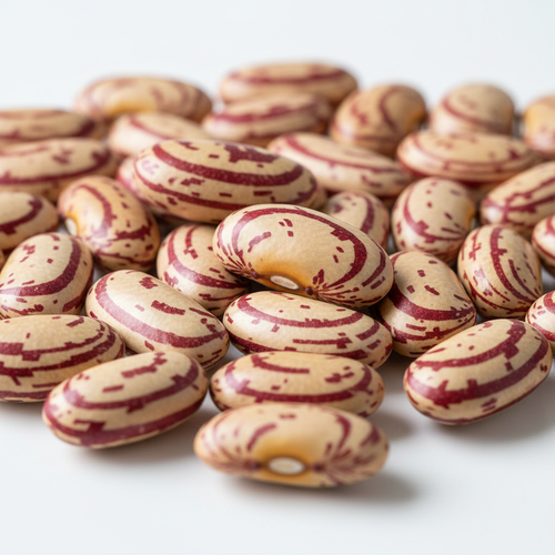 Boston Cranberry - Our Own
Colorful large kidney shaped bean, beige with red stripes.   Originally sourced from Rob Johnston, founder of Johnny's Selected Seeds many years ago.   According to him, it was called Andrew Kent, and was originally grown on the island of Vinalhaven in Maine.  Looks like the Boston Beautiful bean pictured in the 1929 book Beans of New York.  While it is beautiful, we call it cranberry to be more descriptive.  We likely are the only producers of this rare heirloom bean.